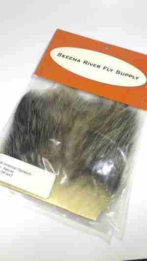 American opossum