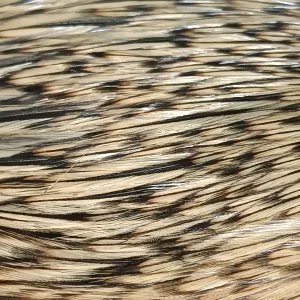Indian Cock Badger
