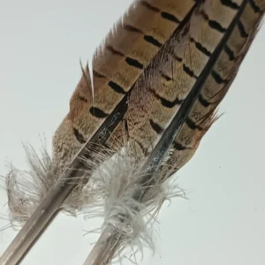 TFS Pheasant Center Tail